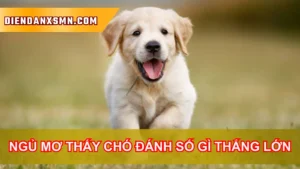 Các Trường Hợp Mơ Thấy Chó Thường Gặp