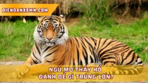 Ý Nghĩa Tâm Linh Khi Ngủ Mơ Thấy Hổ