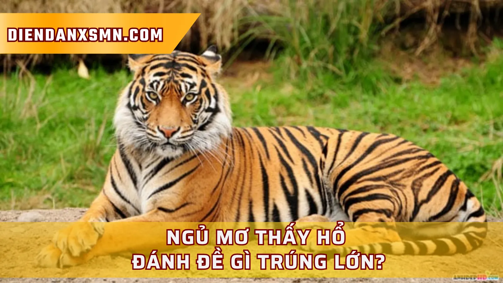 Ý Nghĩa Tâm Linh Khi Ngủ Mơ Thấy Hổ Ý Nghĩa Tâm Linh Khi Ngủ Mơ Thấy Hổ